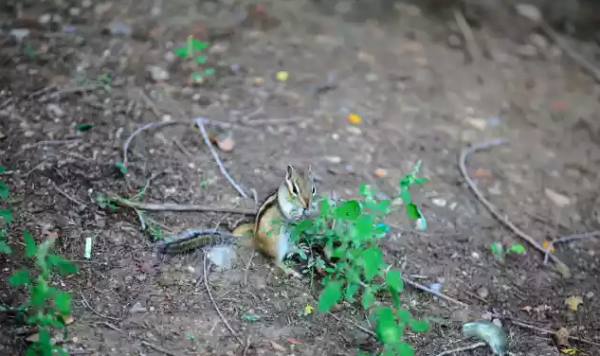 黑河江邊公園有一群小松鼠不僅不怕人還會賣萌，你見過嗎~